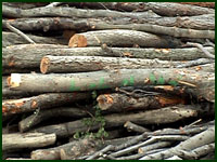 Poletimber and Sapling Fuel Material